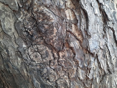 close up photo of a tree bark