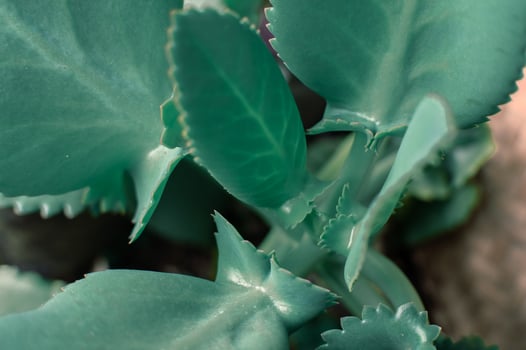 close up of aesthetic green leaves, macro photo