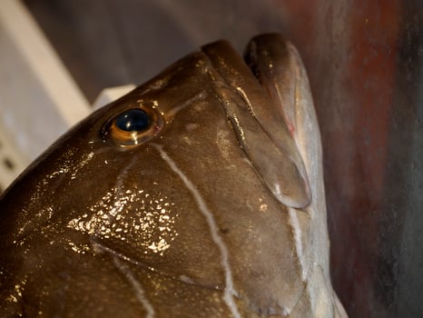 grouper fresh fish seafood at Ortigia Syracuse sicily fish market Italy photo