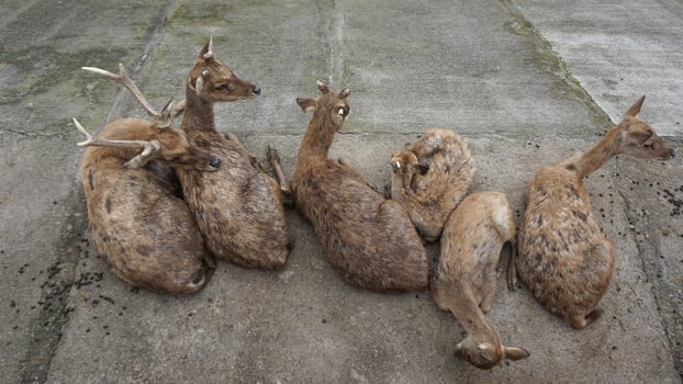 Sheep or Domba in the animal pen in preparation for sacrifice on Eid al-Adha photo