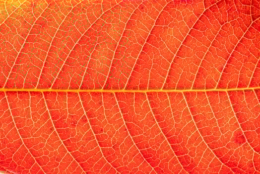 Texture of red autumn leaf with veins close-up. Abstract backdrop for design. photo