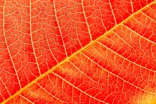 Texture of red autumn leaf with veins close-up. Abstract backdrop for design. photo