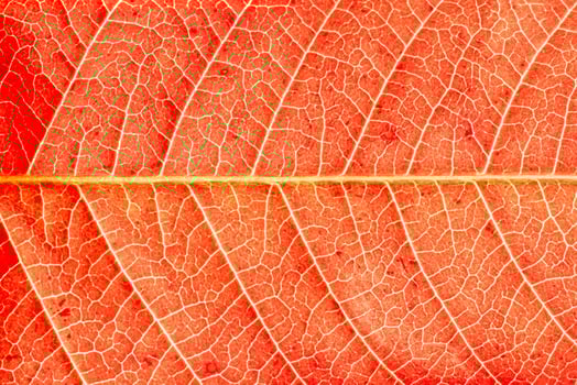 Texture of red autumn leaf with veins close-up. Abstract backdrop for design. photo