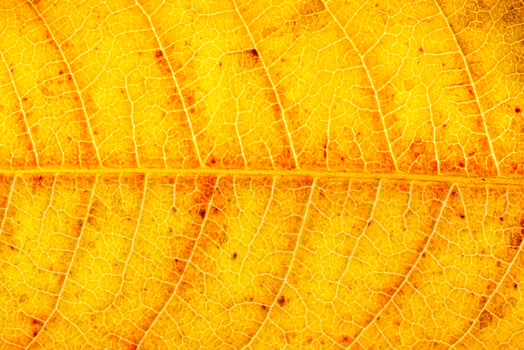 Texture of orange autumn leaf with veins close-up. Abstract backdrop for design. photo