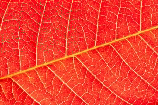 Texture of red autumn leaf with veins close-up. Abstract backdrop for design. photo