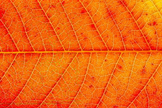 Texture of red autumn leaf with veins close-up. Abstract backdrop for design. photo