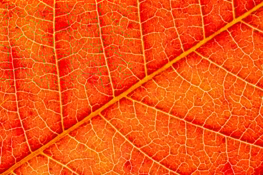 Texture of red autumn leaf with veins close-up. Abstract backdrop for design. photo