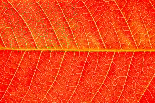 Texture of red autumn leaf with veins close-up. Abstract backdrop for design. photo