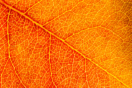 Texture of golden autumn leaf with veins close-up. Abstract background. photo