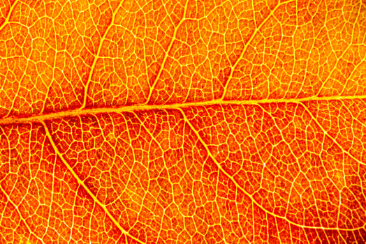 Texture of golden autumn leaf with veins close-up. Abstract background. photo