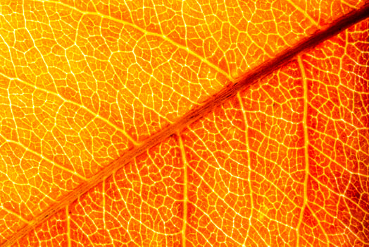 Texture of golden autumn leaf with veins close-up. Abstract background. photo