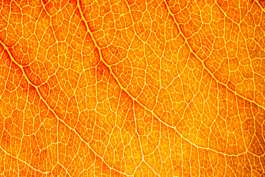 Texture of golden autumn leaf with veins close-up. Abstract background. photo