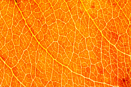 Texture of golden autumn leaf with veins close-up. Abstract background. photo
