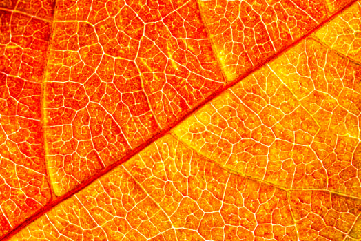 Texture of golden autumn leaf with veins close-up. Abstract background. photo