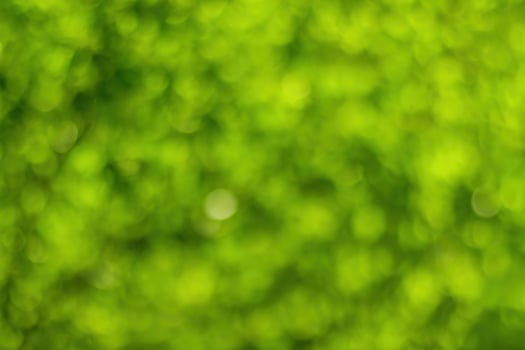 Blurred bokeh background image of bright green foliage in spring or summer. photo