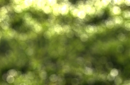 Blurred bokeh background image of bright green foliage in spring. photo