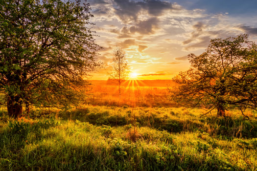 Sunrise in a spring field with green grass, lupine sprouts trees on a foreground and cloudy sky. photo