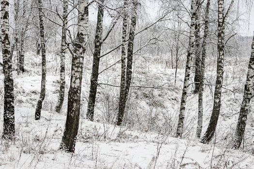 Birch grove after a snowfall on a winter day. Birch branches covered with stuck snow. photo