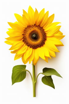 Vibrant Sunflower Beauty. A Macro Closeup of a Yellow Sunflower with White Petals and a photo