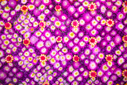 backdrop of beautifully arranged flower and bright colors is backdrop for flower in beautifully arranged garden at flower festival. Beautiful colorful background with Copy Space for inserting text. photo