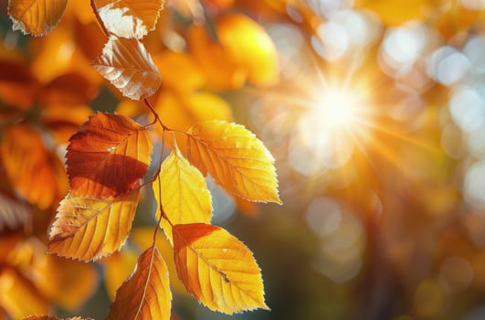 Sun Shines Through Leaves of Tree photo