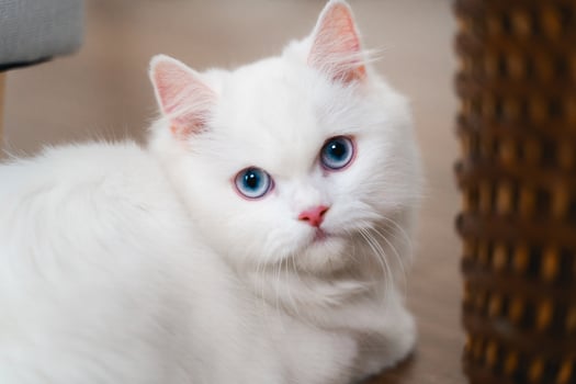 A white cat with blue eyes is laying on the floor in the living room at home. photo