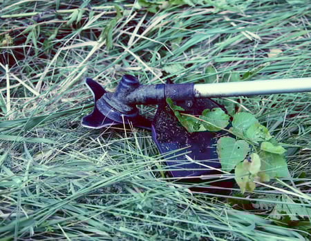 Trimming the grass photo