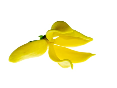 fragrant flowers of climbing ylang-ylang photo