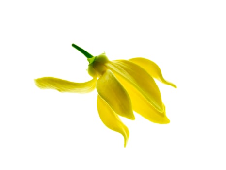 fragrant flowers of climbing ylang-ylang photo