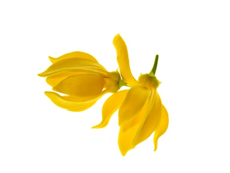 fragrant flowers of climbing ylang-ylang photo