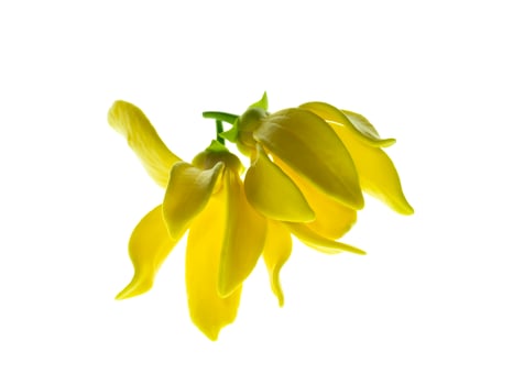 fragrant flowers of climbing ylang-ylang photo
