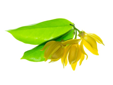 fragrant flowers of climbing ylang-ylang photo