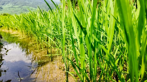 Lush green rice paddy field with reflective water, symbolic of Asian agriculture and World Food Day, ideal for eco sustainability and farming concepts photo