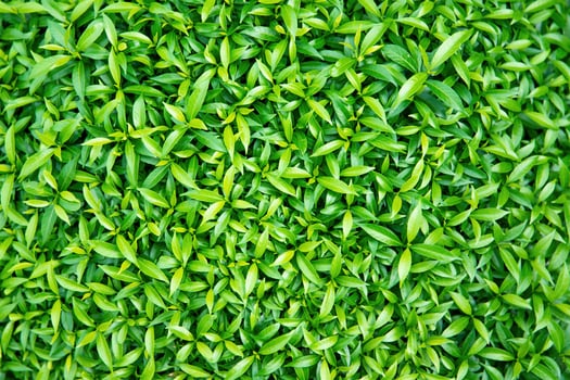 bright green leaves of bush plant, nature background photo