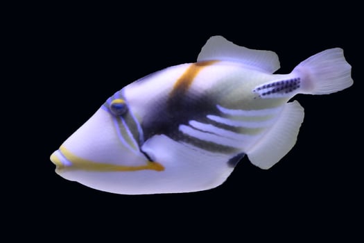 lagoon trigger fish , rhinecanthus aculeatus , swim in the water photo