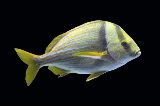 pork fish , atlantic porkfish , swim in the water photo