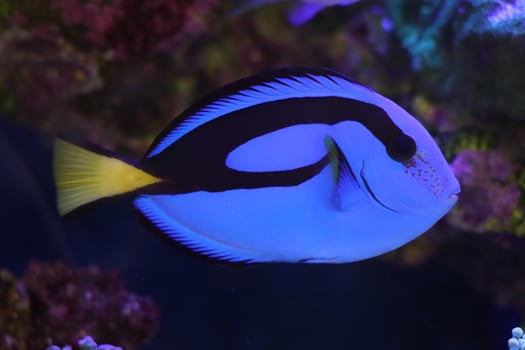blue tang fish , fancy fish , swim in the water photo