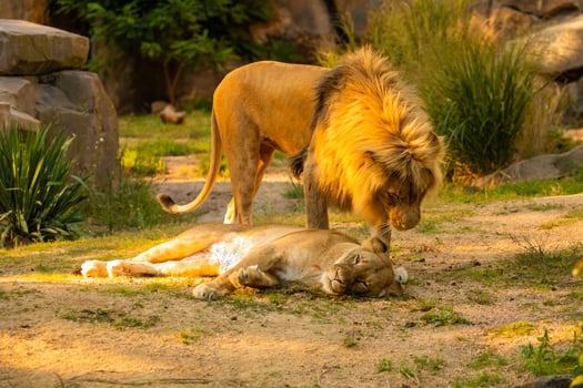 Pair adult Lions playing in zoological garden photo