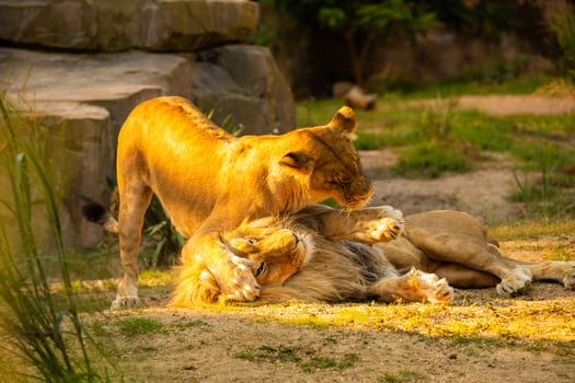 Pair adult Lions playing in zoological garden photo