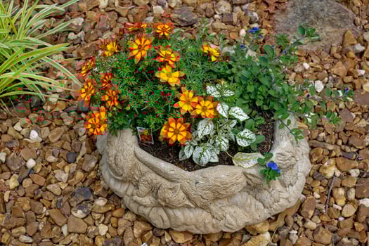 Annual flowers planted together photo