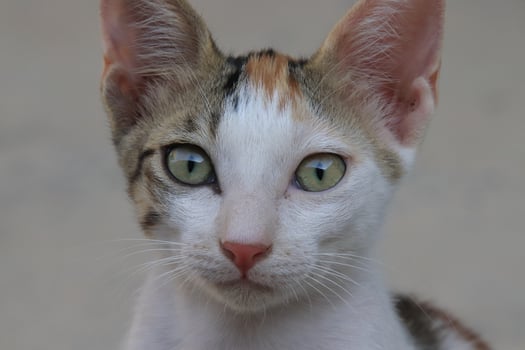 baby kittens in the garden photo