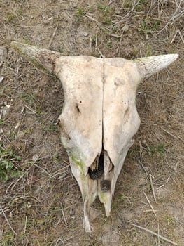 skull skeleton of a cow with horns photo