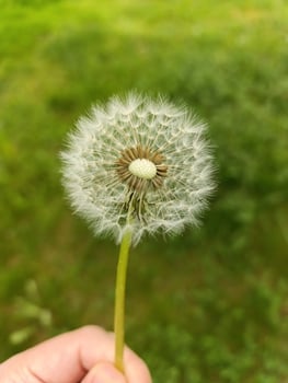 a person holds a dandelion with a green background. photo