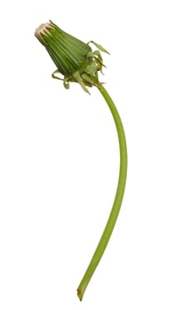 Dandelion on a long green stem, isolated background photo