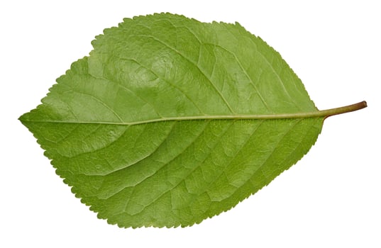 Green cherry leaf on white isolated background photo