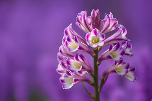 Beautiful Freesia flower photo