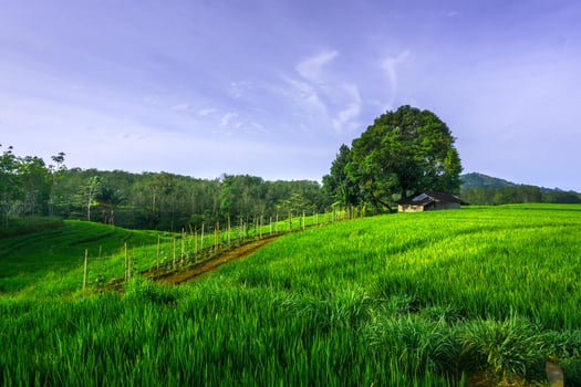 beautiful morning view from Indonesia of mountains and tropical forest photo
