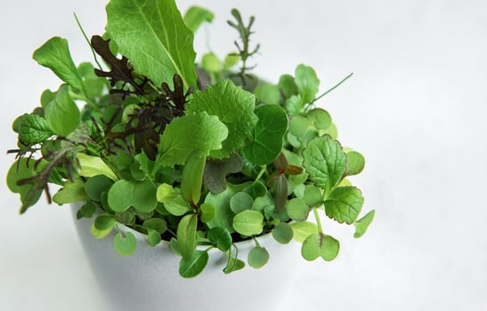 Plant pot with salad and herbs photo