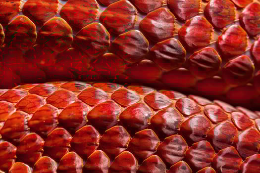 Beautiful texture snake skin for design natural abstract background photo