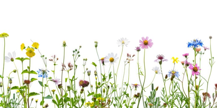 wildflowers decoration floral flatlay on white background photo